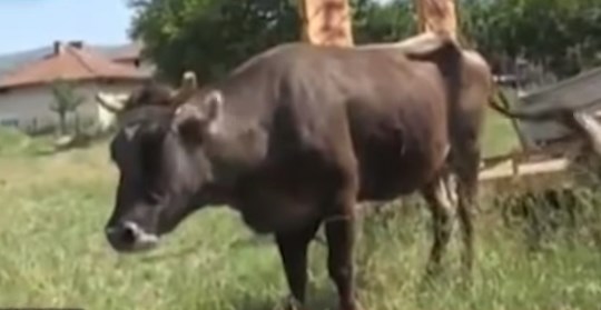 Θέλουν να θανατώσουν έγκυο βουλγάρικη… αγελάδα επειδή πέρασε στη Σερβία, εκτός συνόρων ΕΕ! (Video)