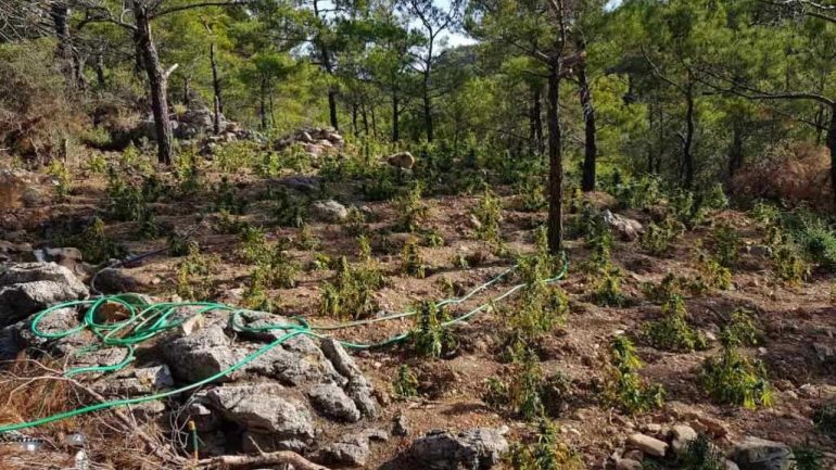Λασίθι: Εντοπίστηκε «ορφανή» φυτεία με 1.704 δενδρύλλια κάνναβης