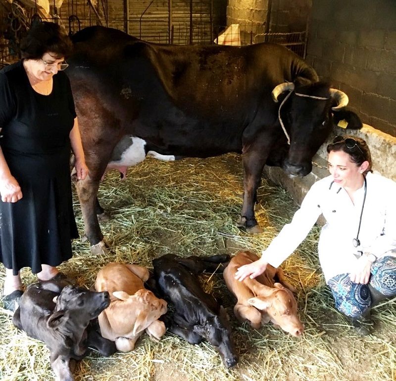 Άνδρος: Αγελάδα έφερε στον κόσμο τέσσερα πανέμορφα μοσχαράκια! (Photos)