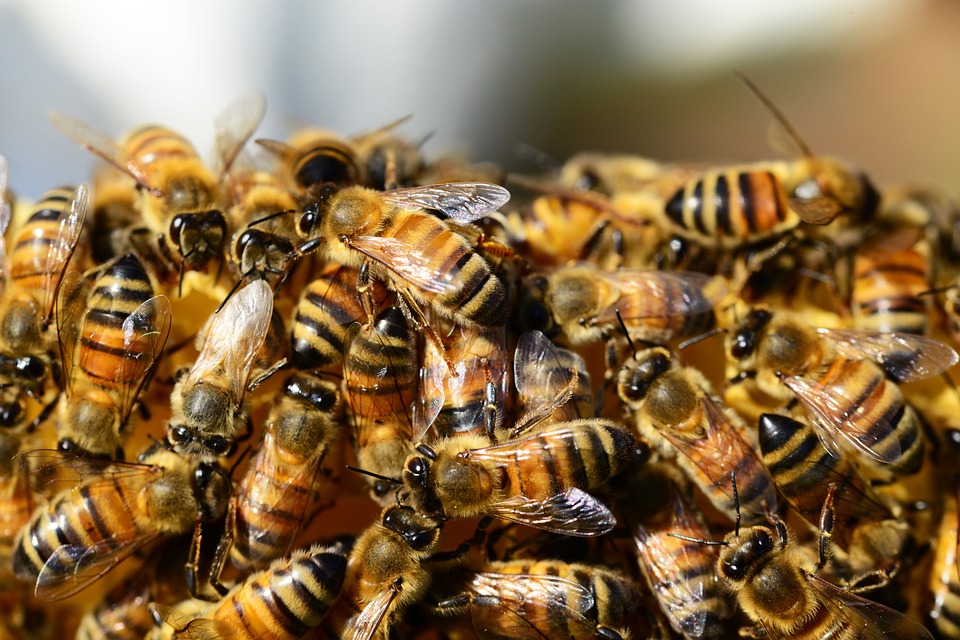 Είναι απίστευτο όμως οι μέλισσες μπορούν να κατανοήσουν το… μηδέν!