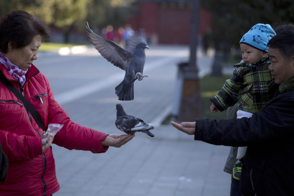 Κίνα: Περιστέρια – drones παρακολουθούν τους πολίτες