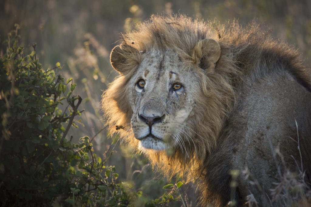 Λιοντάρια σκότωσαν λαθροκυνηγούς που πήγαν να κυνηγήσουν ρινόκερους σε πάρκο σαφάρι