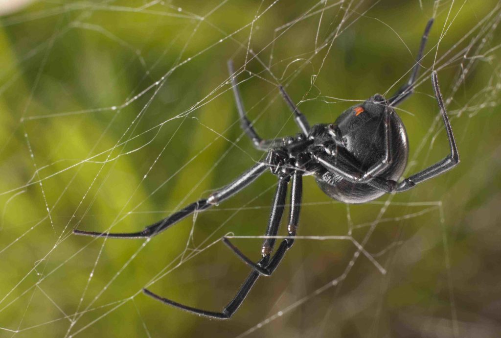 Μανωλάδα: Μαύρη αράχνη έστειλε 5 θύματά της στο νοσοκομείο σε βαριά κατάσταση