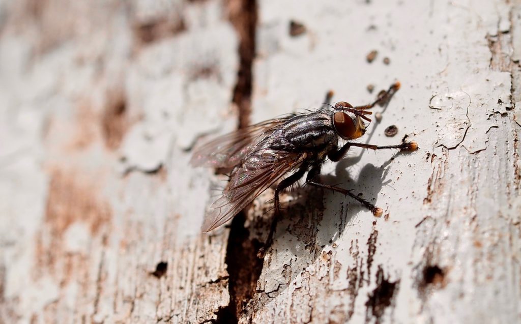 Πώς θα γλιτώσετε από τα κουνούπια στο σπίτι με έναν ανεμιστήρα (Video)