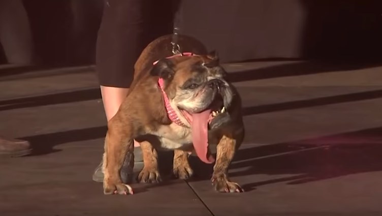 Πέθανε η Ζα-Ζα, που είχε αναδειχθεί το ασχημότερο σκυλί στον κόσμο (Video)