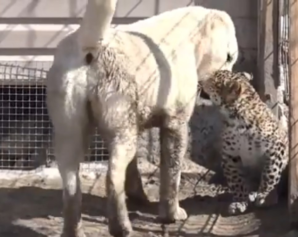 Σκυλίτσα «υιοθετεί» νεογέννητη λεοπάρδαλη σε ζωολογικό πάρκο (Video)