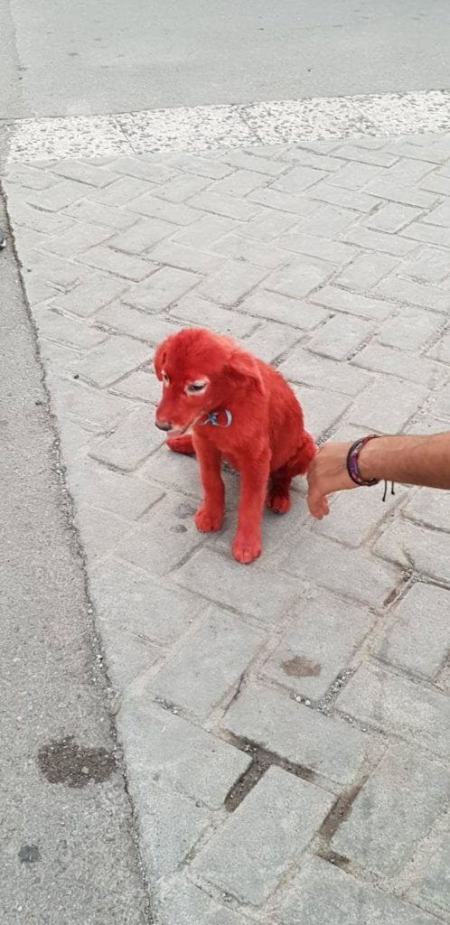 Ας βοηθήσουμε να σωθεί το «κόκκινο» σκυλάκι που έβαψαν ανεγκέφαλοι (Photos-Video)