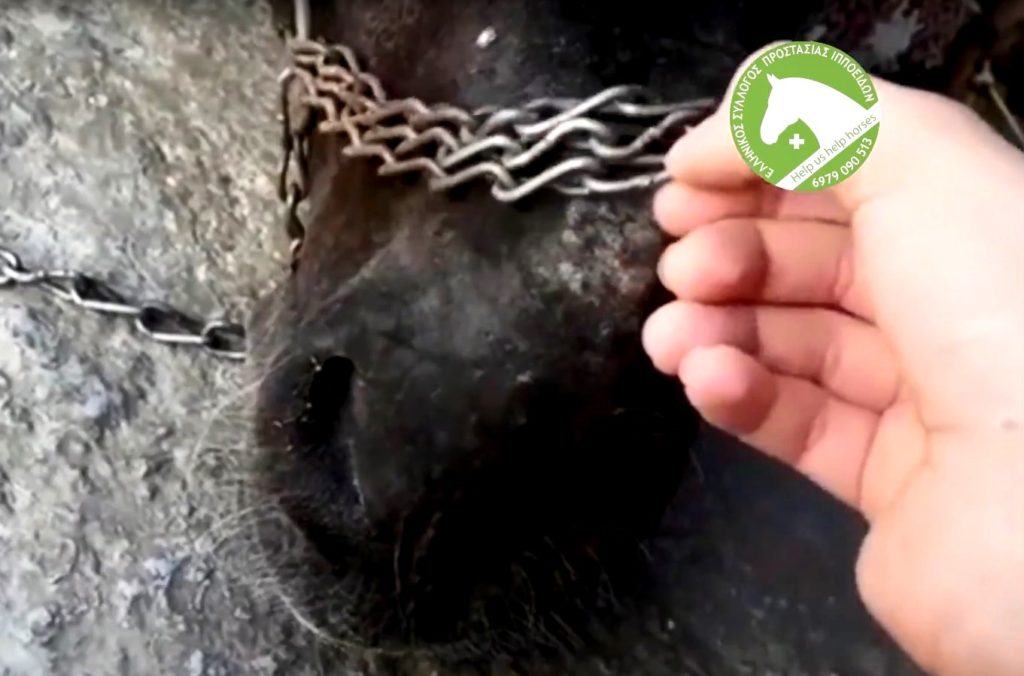 Σοκάρει η κακοποίηση των ιπποειδών στην Ελλάδα (Video)