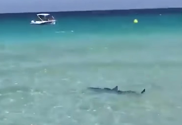 Τρόμος στη Μαγιόρκα – Καρχαρίας εμφανίστηκε δίπλα σε λουόμενους (Video)