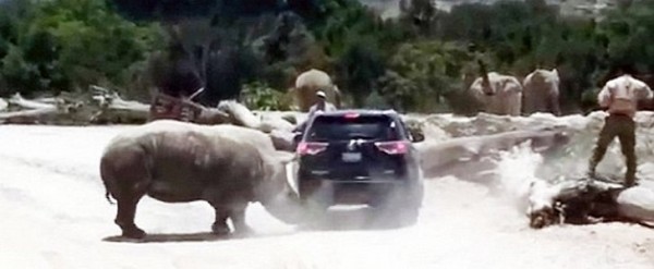 Ρινόκερος πήγε…καροτσάκι SUV μαζί με τους επιβάτες του σε πάρκο άγριων ζώων (Video)
