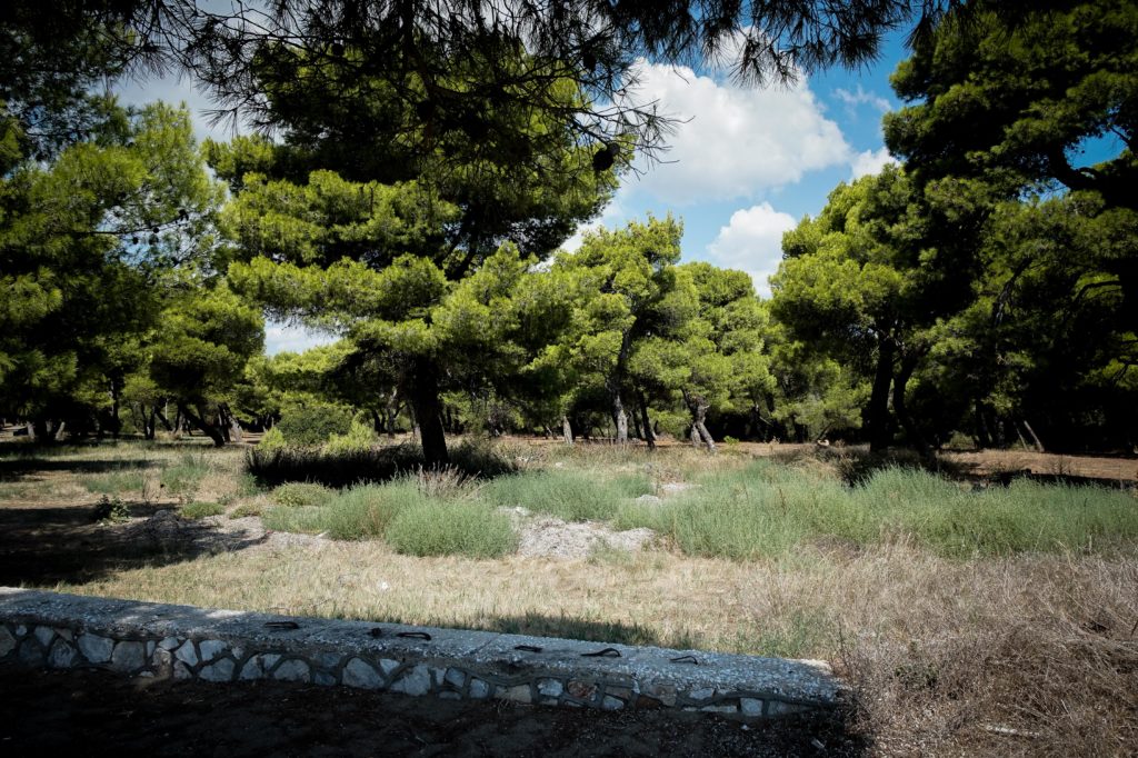 «Το ρετσίνι είναι όπως το πετρέλαιο και οι συλλέκτες του οι καλύτεροι φύλακες του δάσους»