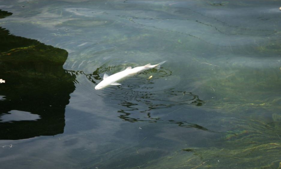 Ελβετία: Ένας τόνος ψάρια ανασύρθηκαν νεκρά από τον Ρήνο εξαιτίας του καύσωνα (Video)