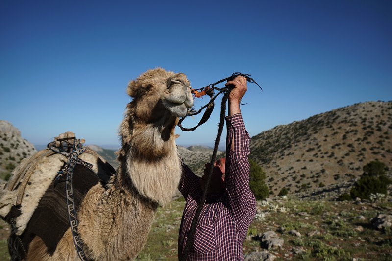 Τουρκία: Πωλητήριο στην καμήλα του βάζει ένας αγρότης για να εξαγοράσει την στρατιωτική του θητεία