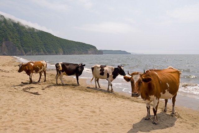 Σουηδία: Επιτρέπεται η πρόσβαση σε αγελάδες στις παραλίες γυμνιστών τις ημέρες του καύσωνα