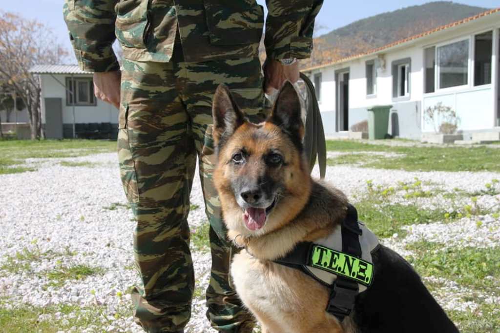 Πέθανε ο στρατιώτης Άρτσι – Ένας σκύλος πολύτιμος συνεργάτης