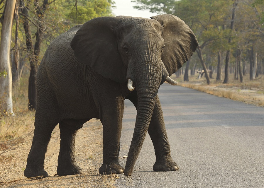 Μποτσουάνα: Νεκροί 87 ελέφαντες από λαθροκυνηγούς