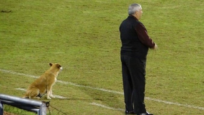 Αδέσποτη σκυλίτσα έγινε βοηθός προπονητή!
