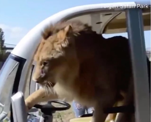 Πήγαν για σαφάρι κι ένα… χαλαρό λιοντάρι ανέβηκε στο όχημά τους (Video)
