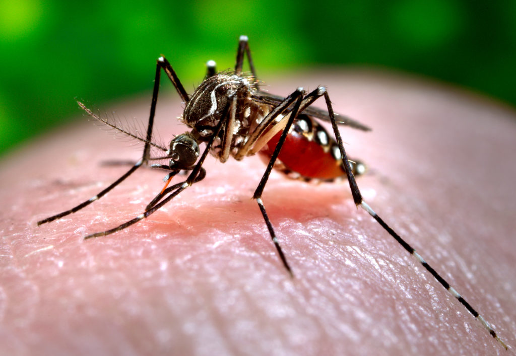 Στειρώνουν (πιλοτικά) τα κουνούπια στη Βραυρώνα