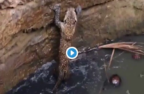 Έφτιαξαν… σκάλα για να σώσουν εγκλωβισμένη σε πηγάδι λεοπάρδαλη – Πώς αντέδρασε το άγριο ζώο (Video)