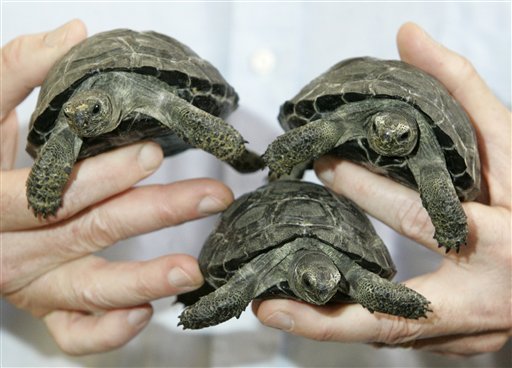 Νησιά Γκαλαπάγκος: Έκλεψαν 132 μωρά γιγαντιαίων χελώνων