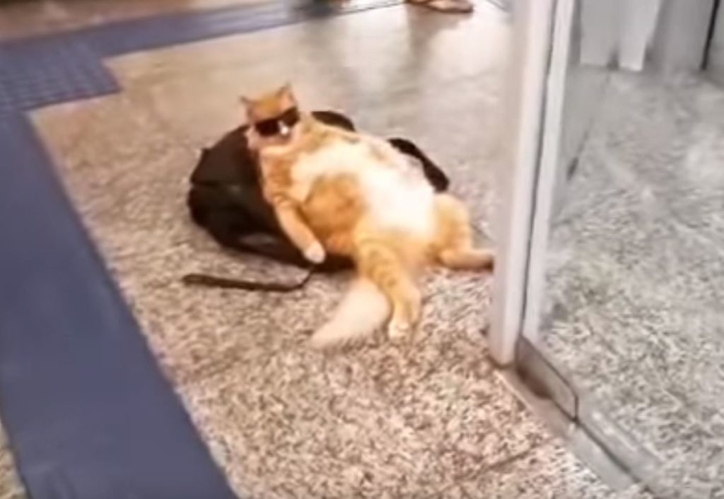 Η πιο yolo γάτα του κόσμου – Ξαπλωμένη, με γυαλιά ηλίου έξω από τράπεζα (Video)