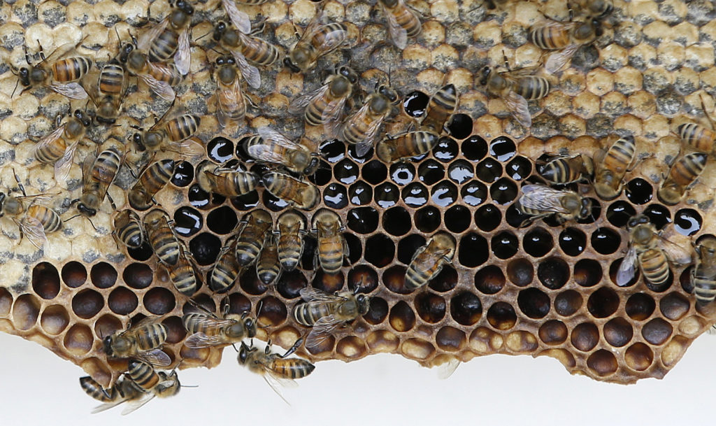 «Σώστε τις μέλισσες!»