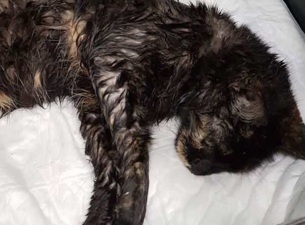 Λέσβος: Άνοιξε πυρ εναντίον γάτας επειδή του έτρωγε τα καναρίνια (Photos)