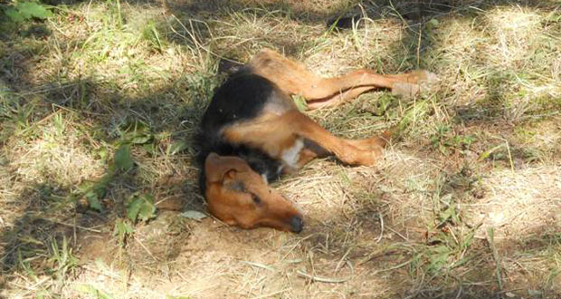 Κρήτη: Φόλες σε επτά σκυλιά – Έκαναν μήνυση εναντίον συγκεκριμένου ατόμου