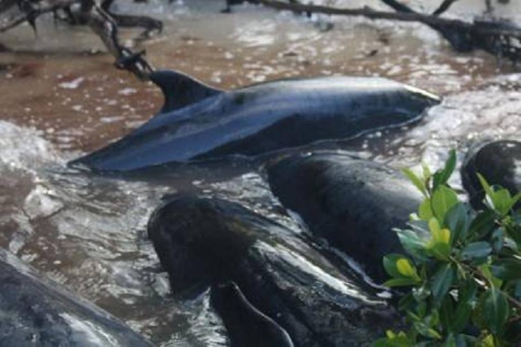 Φλόριντα: Δεκάδες δελφίνια πέθαναν όταν εξώκειλαν στα ρηχά!