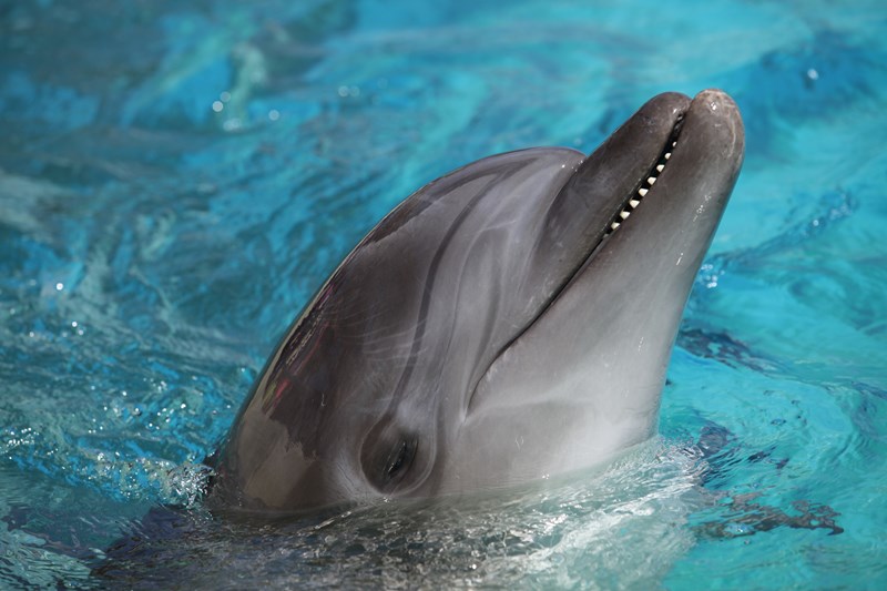Χιλιαδού: Νεκρό δελφίνι – Σκληρές photo