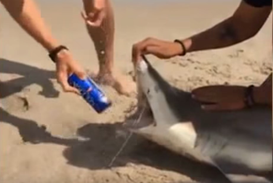 Ανεγκέφαλος νεαρός ανοίγει μπύρα με τα σαγόνια ενός καρχαρία! (Video)