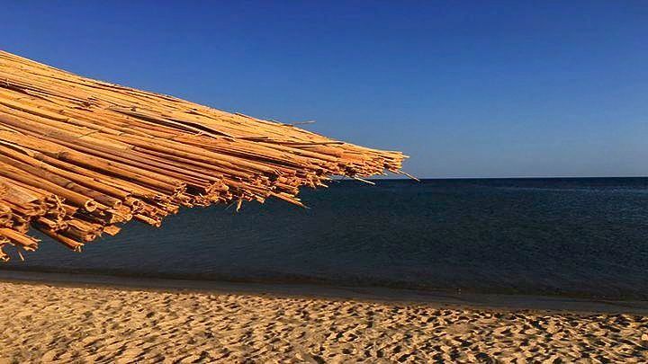 Νεκρό δελφίνι σε παραλία της Χαλκιδικής – Εντοπίστηκε από λουόμενους (Video)