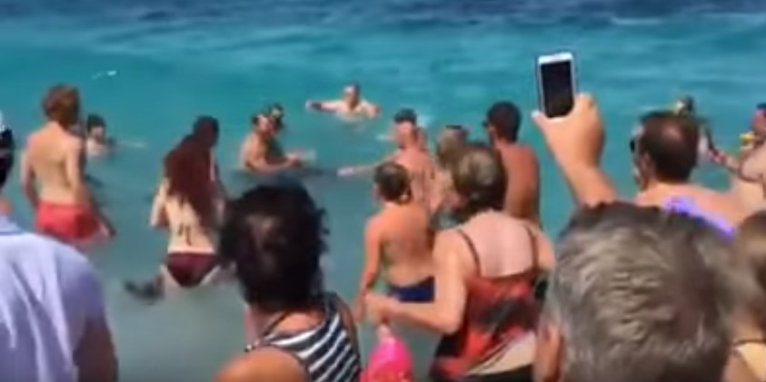 Σκόπελος: Δελφίνι κολυμπάει με τους λουόμενους (Video)