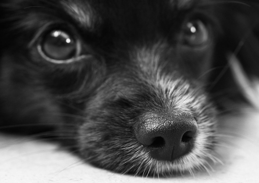 Κτηνωδία στο Βόλο: Σκότωσαν 23 δεσποζόμενα σκυλιά με φόλες