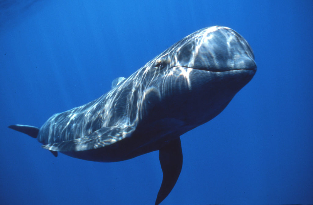 Φάλαινα-πιλότος πέθανε έχοντας καταπιεί 80 πλαστικές σακούλες βάρους 8 κιλών! (Photos)