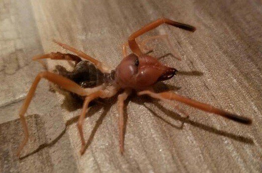 Η εμφάνιση της «αράχνης-σκορπιού» σκόρπισε πανικό στα Τρίκαλα