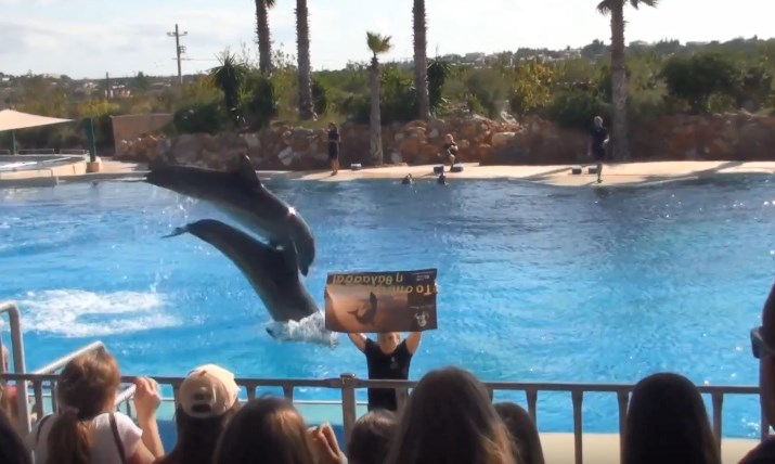 Δυναμική παρέμβαση Ευρωπαίων ακτιβιστών στο Αττικό Πάρκο κατά της αιχμαλωσίας των δελφινιών (Video)