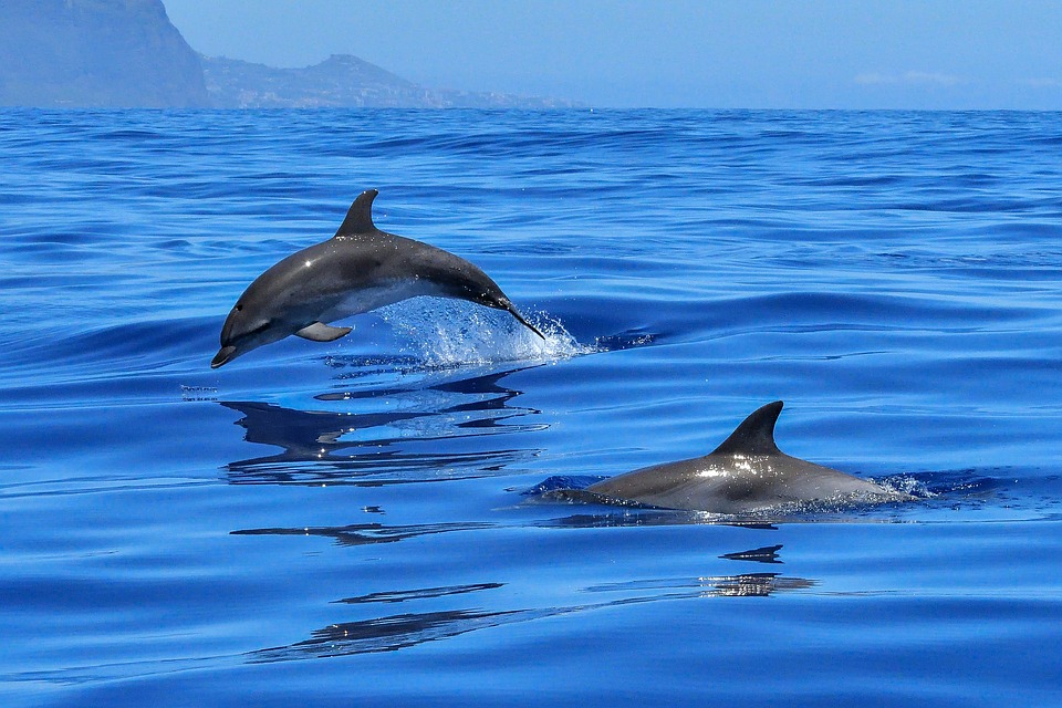 Νέα Ζηλανδία: Βρέθηκαν 150 νεκρά δελφίνια σε παραλία