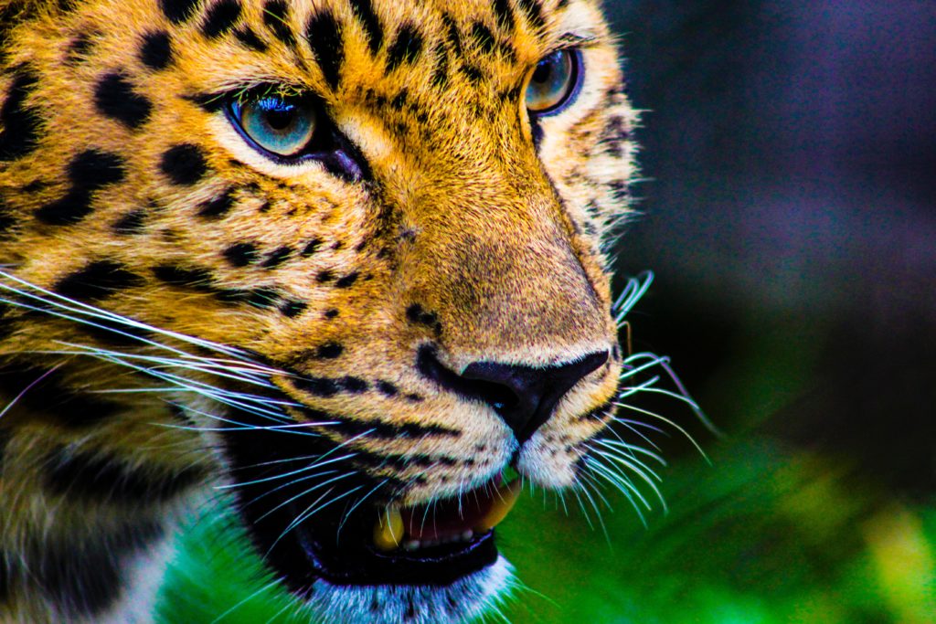 Το Αττικό Ζωολογικό πάρκο επιτίθεται στους φιλόζωους που διαμαρτυρήθηκαν για τη θανάτωση των τζάγκουαρ