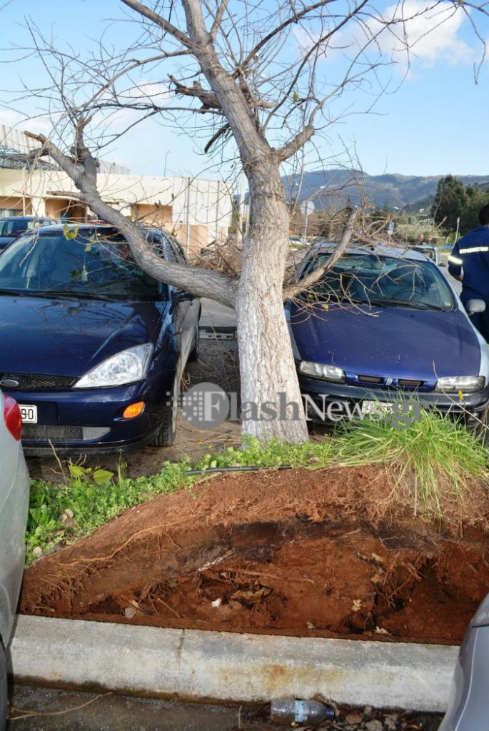 Χανιά: Δέντρο ξεριζώθηκε και πλάκωσε δύο αυτοκίνητα στο πάρκινγκ του νοσοκομείου (Photos)