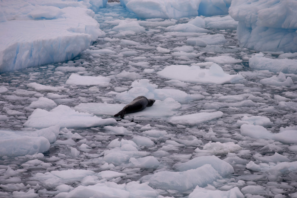 Απίστευτο: Στικάκι usb βρέθηκε σε παγωμένα κόπρανα φώκιας και λειτουργεί – Ψάχνουν τον ιδιοκτήτη