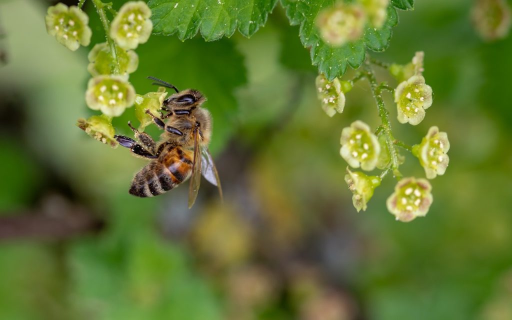 Οι μέλισσες ξέρουν… μαθηματικά – Μπορούν να κάνουν πρόσθεση και αφαίρεση