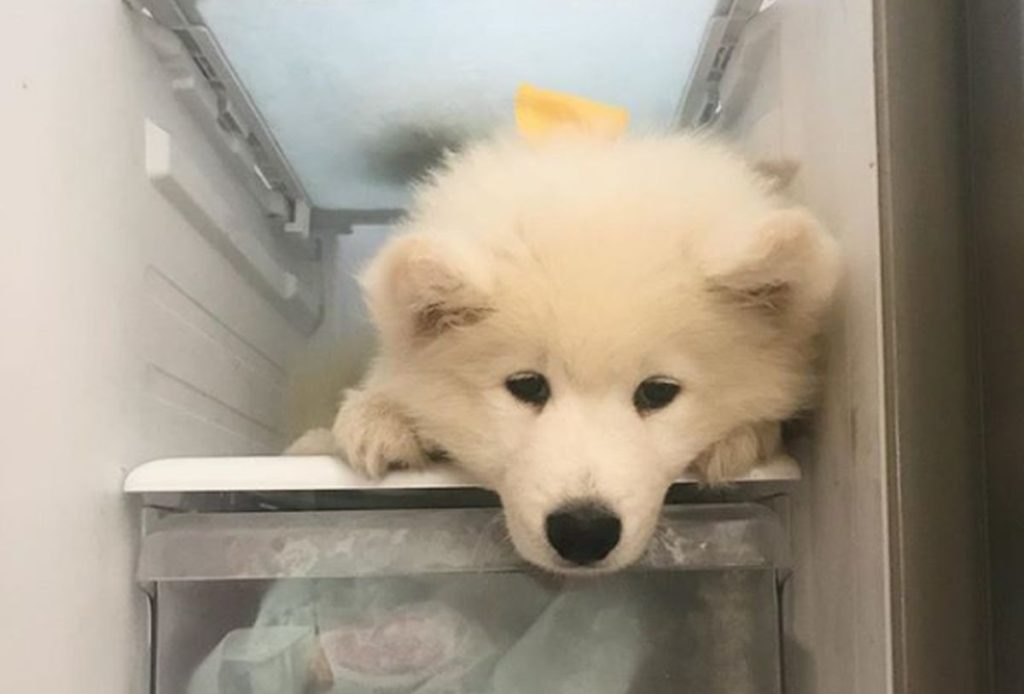 Γιατί ένας σκύλος κρύβεται μέσα στο ψυγείο; (Video)
