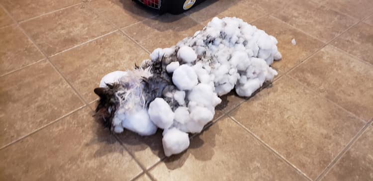 Η απίστευτη διάσωση μιας γάτας που είχε παγώσει κυριολεκτικά (Photos)