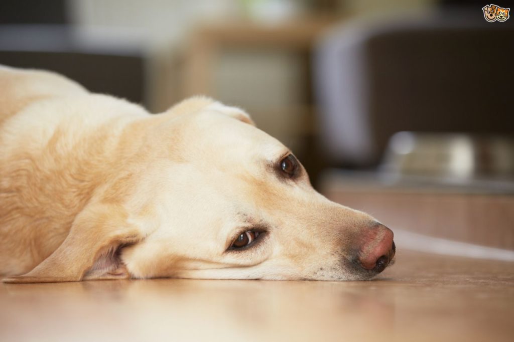 Σάλος με τροφή για σκύλους «ντοπαρισμένη» με βιταμίνη D, καταγγελίες ακόμα και για θανάτους ζώων