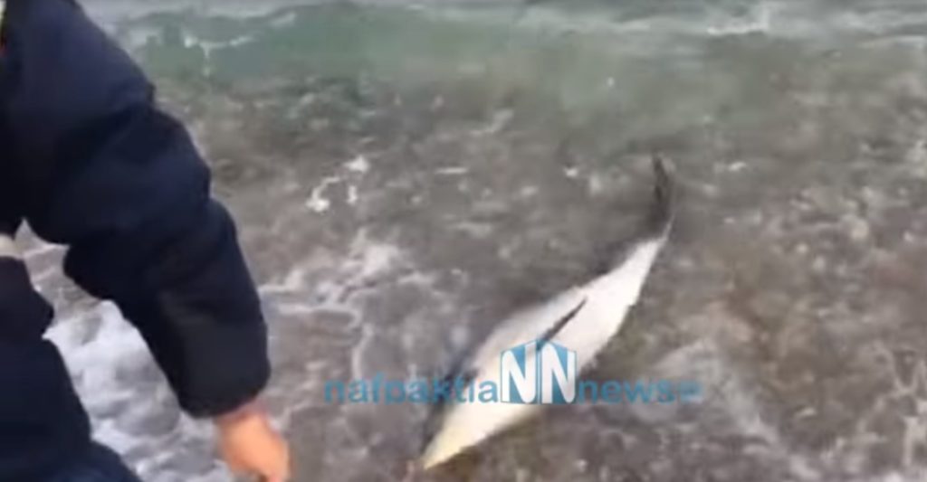 Αγωνιώδης επιχείρηση διάσωσης μικρού δελφινιού – Eντοπίστηκε στα ρηχά δίπλα στη νεκρή μητέρα του (Video)