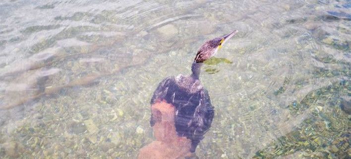 Χταπόδι με πλοκάμια 1,5 μέτρο προσπάθησε να πνίξει κορμοράνο σε παραλία του Ναυπλίου! (Video)