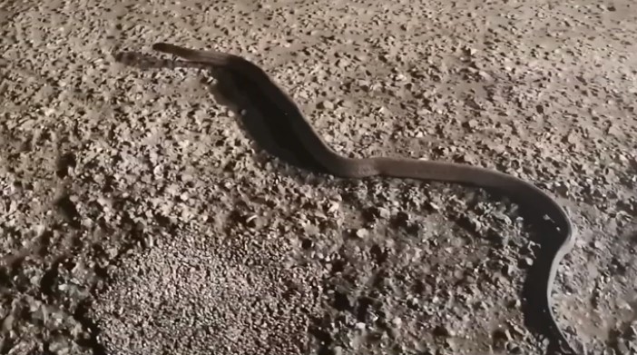 Ναύπακτος: Αυτός είναι ο λαφιάτης, το φίδι δύο μέτρων, που έκοβε βόλτες στην παγωμένη Γαρβολίμνη (Video
