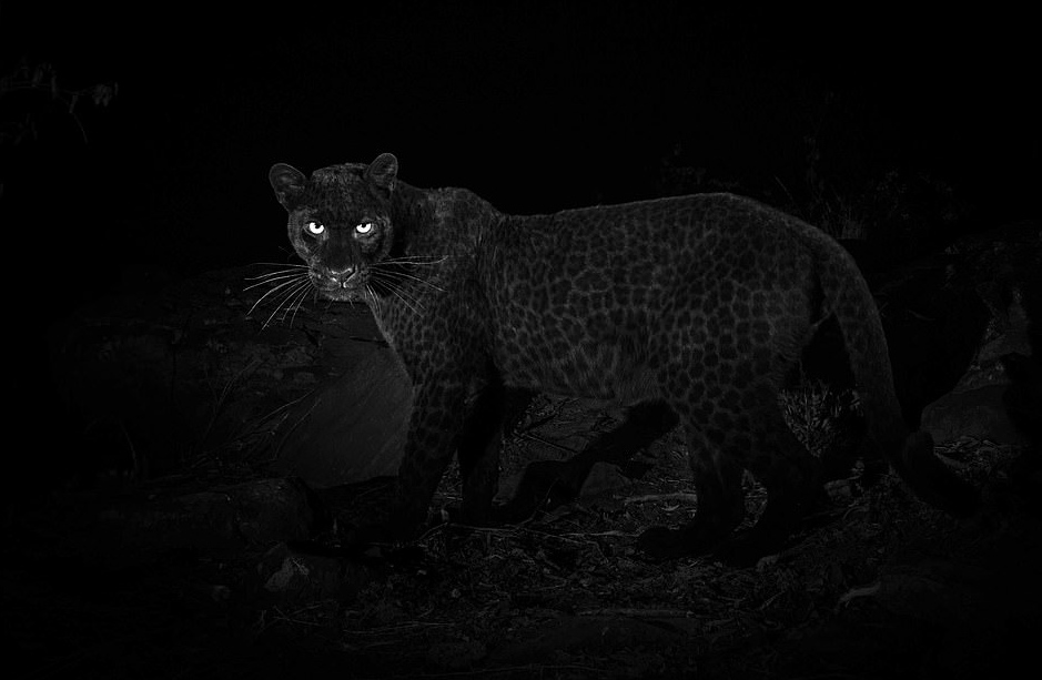 Η σπάνια μαύρη λεοπάρδαλη που έχει αγαπήσει όλος ο πλανήτης (Photos)